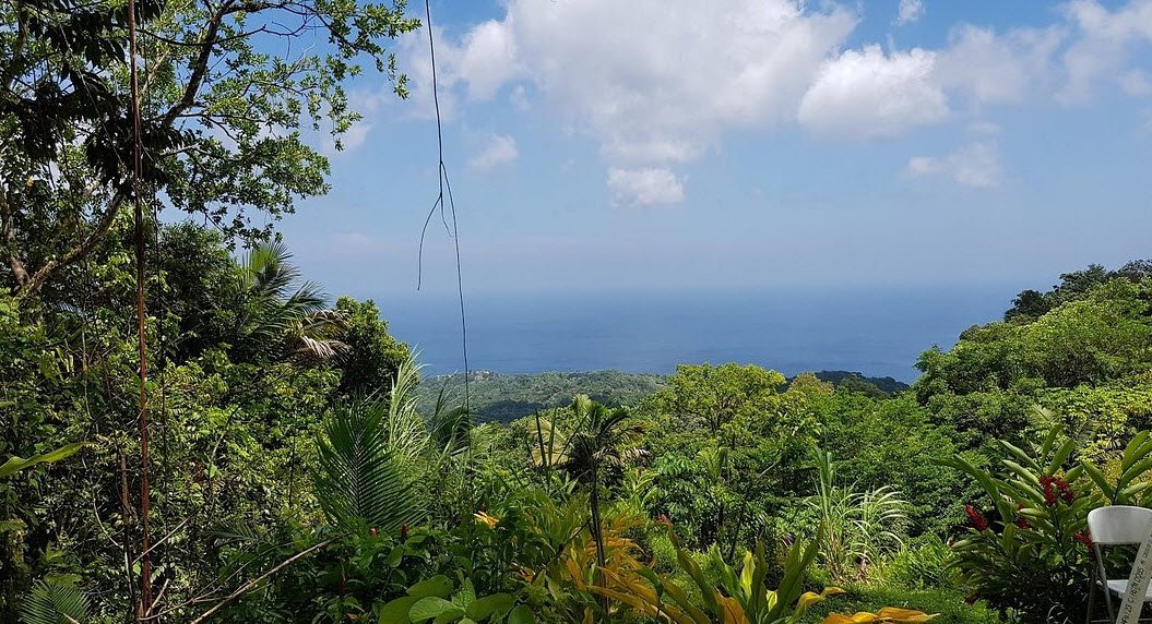 Main Ridge Forest Reserve, Tobago, Trinidad and Tobago